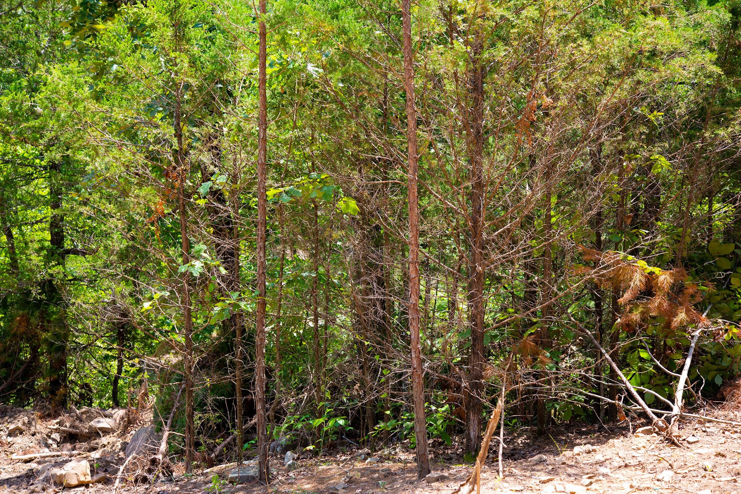 Tyler Stone Ranch Tract 75 photo 8