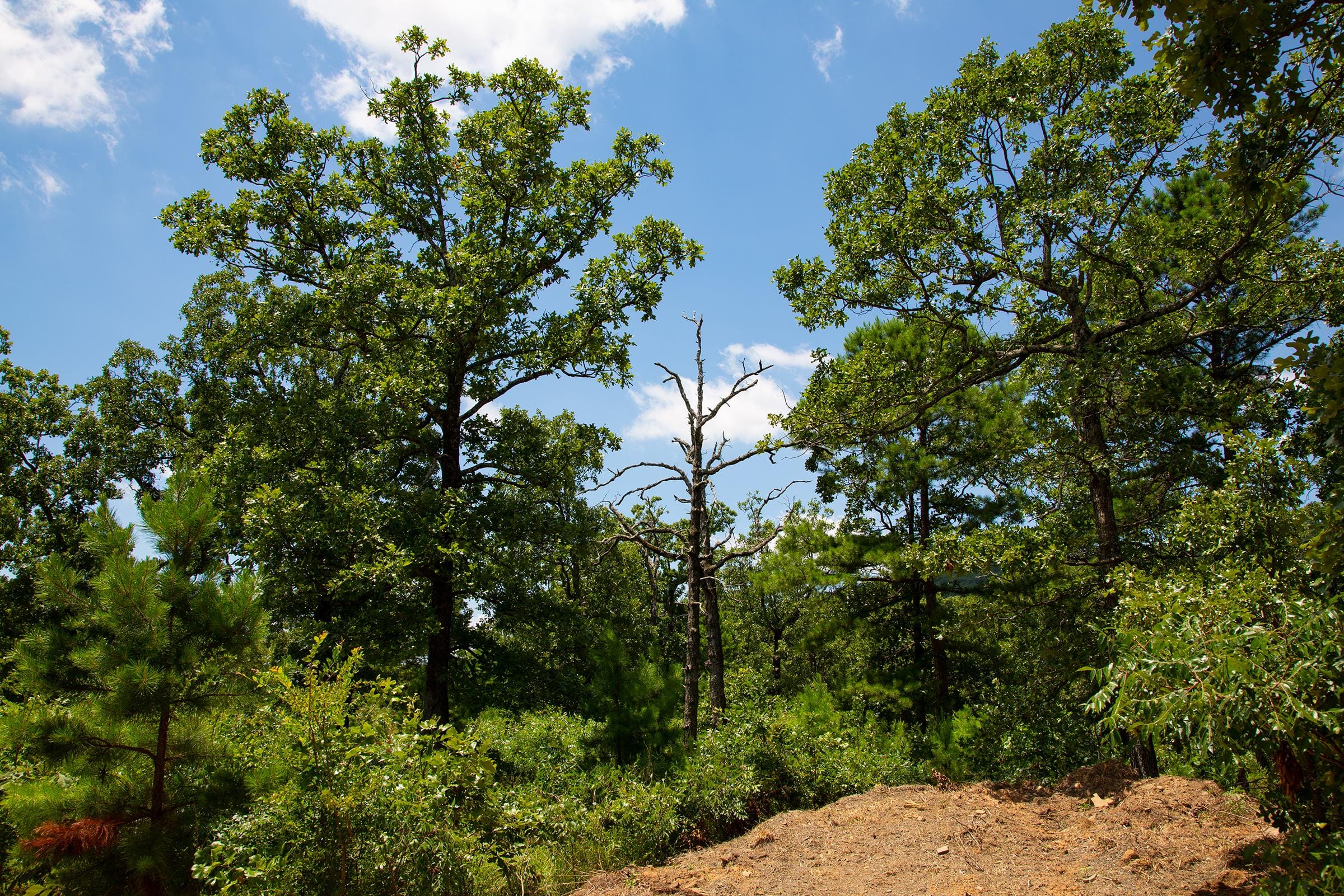 Tyler Stone Ranch Tract 75 photo 20