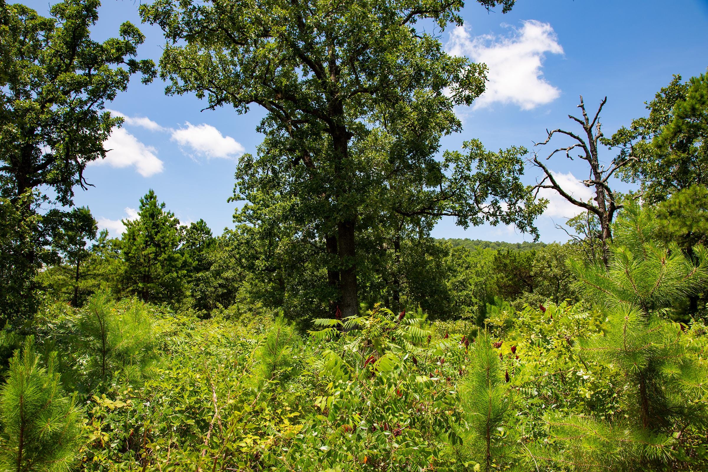 Tyler Stone Ranch Tract 75 photo 21