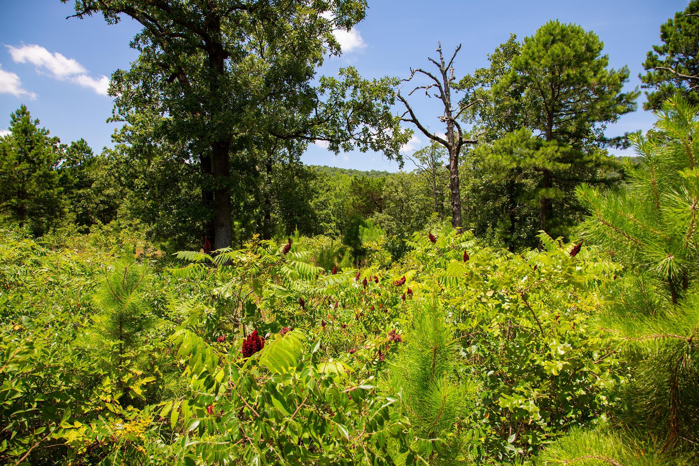 Tyler Stone Ranch Tract 75 photo 23
