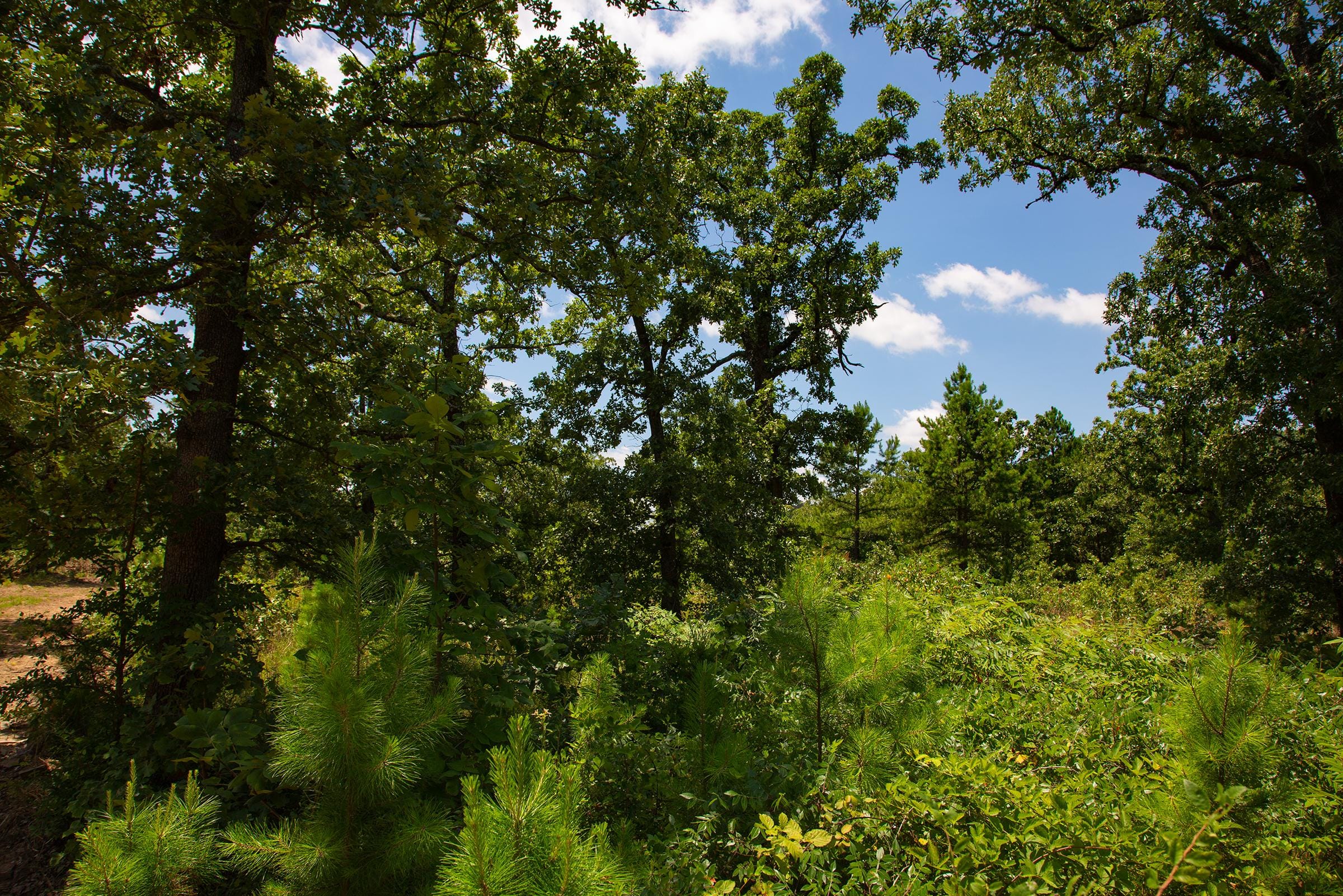 Tyler Stone Ranch Tract 75 photo 25
