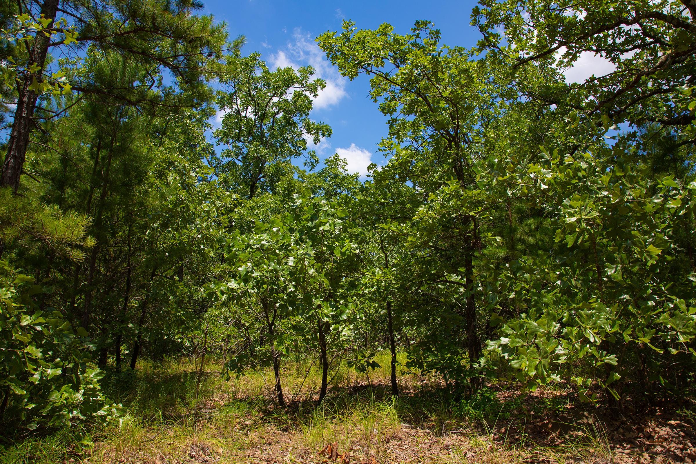 Tyler Stone Ranch Tract 75 photo 28