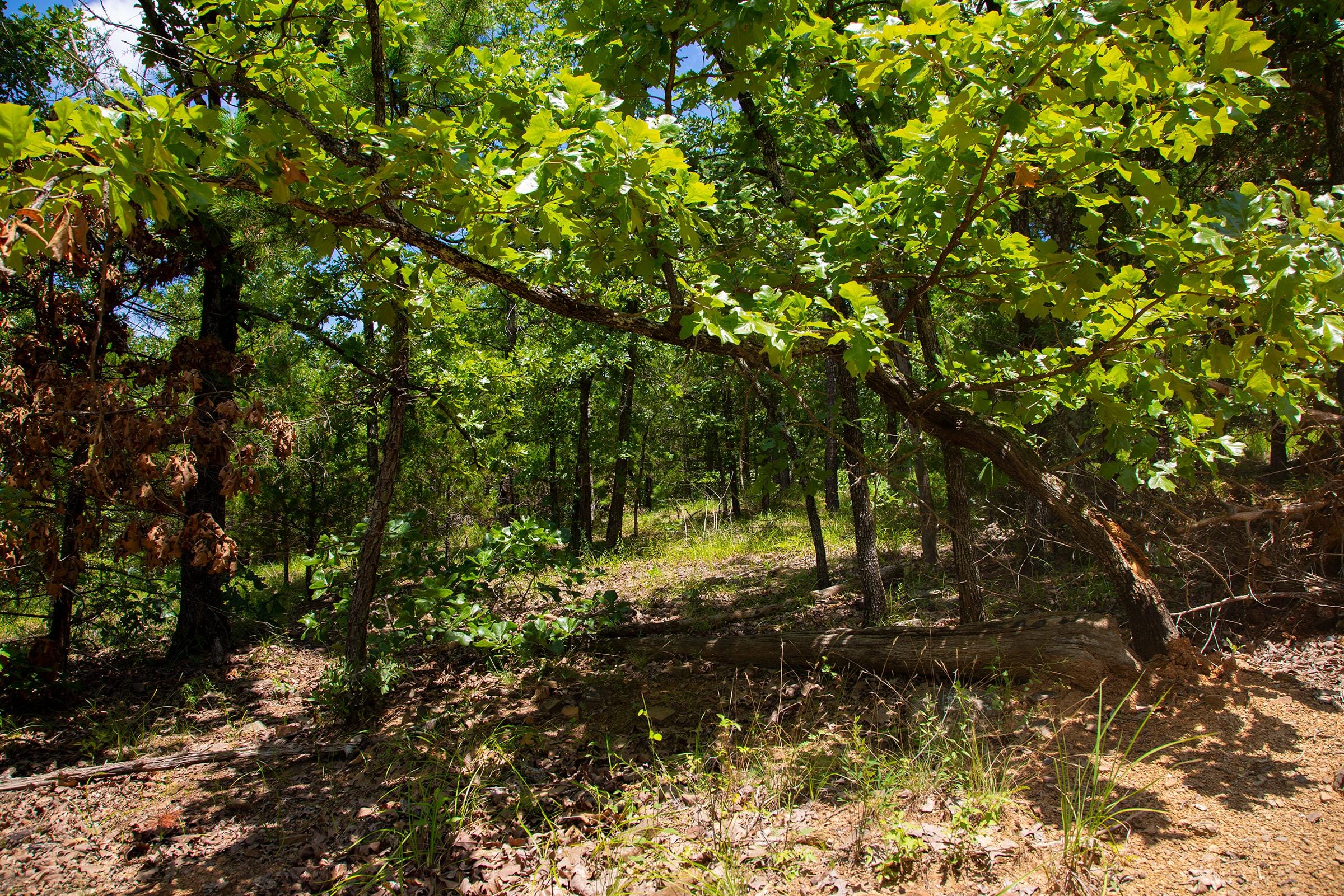 Tyler Stone Ranch Tract 75 photo 31