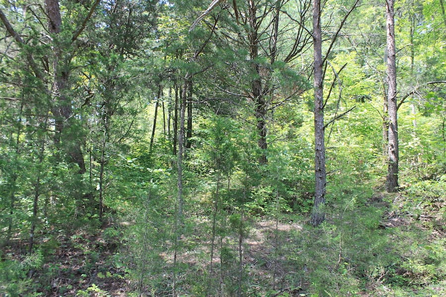 Cumberland Ridge Ranch Tract 13 photo 3