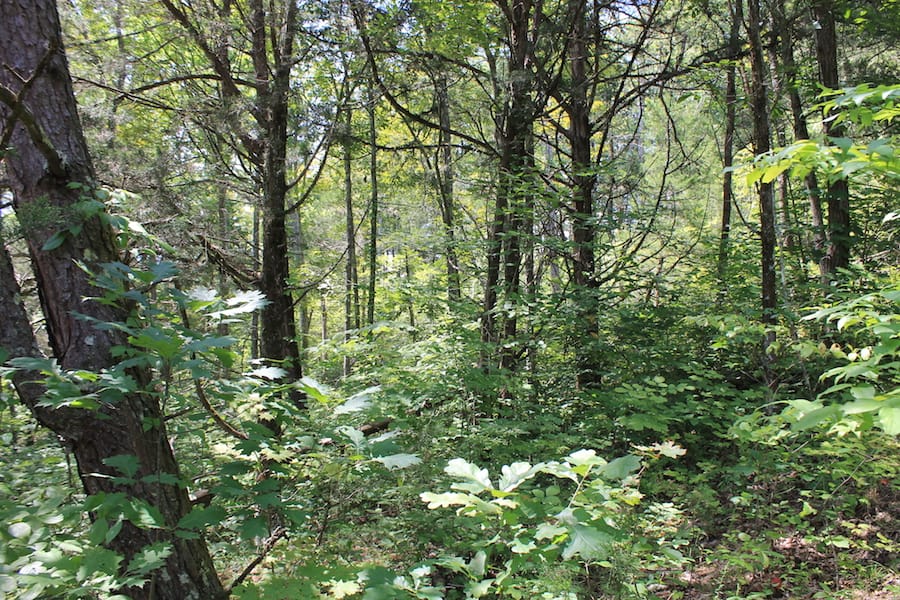 Cumberland Ridge Ranch Tract 13 photo 5