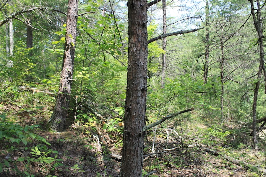 Cumberland Ridge Ranch Tract 13 photo 6