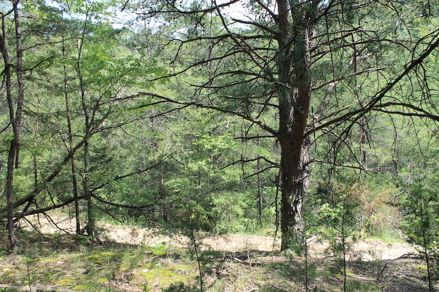 Cumberland Ridge Ranch Tract 13 photo 7