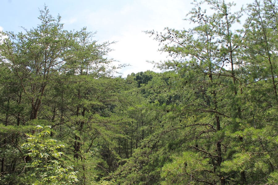Cumberland Ridge Ranch Tract 13 photo 8