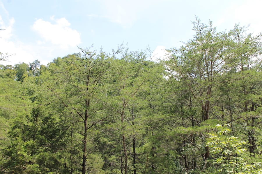 Cumberland Ridge Ranch Tract 13 photo 9