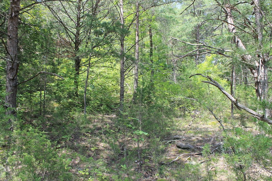Cumberland Ridge Ranch Tract 13 photo 10