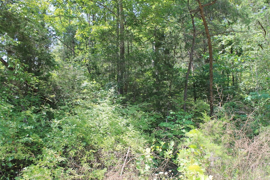 Cumberland Ridge Ranch Tract 13 photo 13