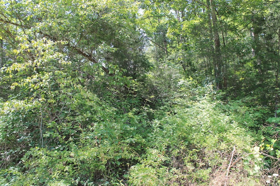 Cumberland Ridge Ranch Tract 13 photo 14