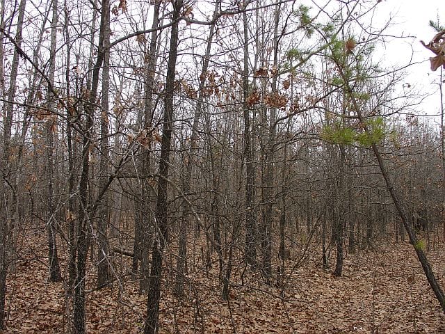 Barnes Hollow Tract 4 photo 3
