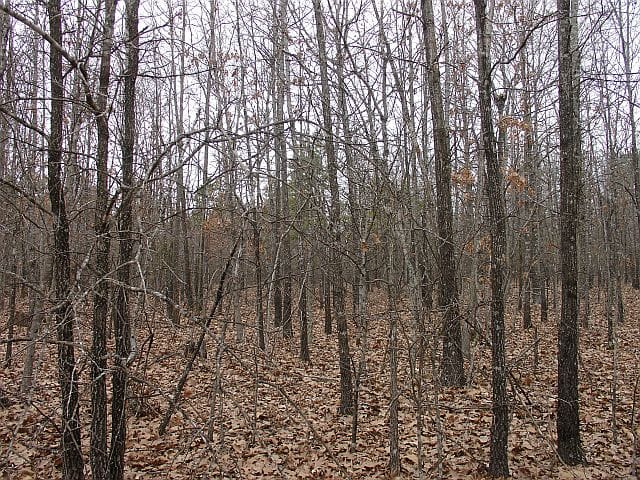 Barnes Hollow Tract 4 photo 4