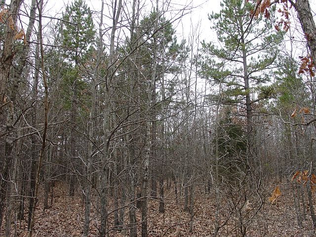 Barnes Hollow Tract 4 photo 5