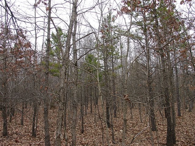 Barnes Hollow Tract 4 photo 6