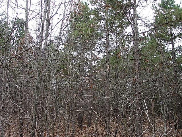 Barnes Hollow Tract 4 photo 7