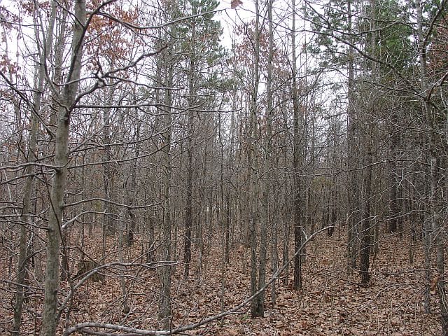 Barnes Hollow Tract 4 photo 8