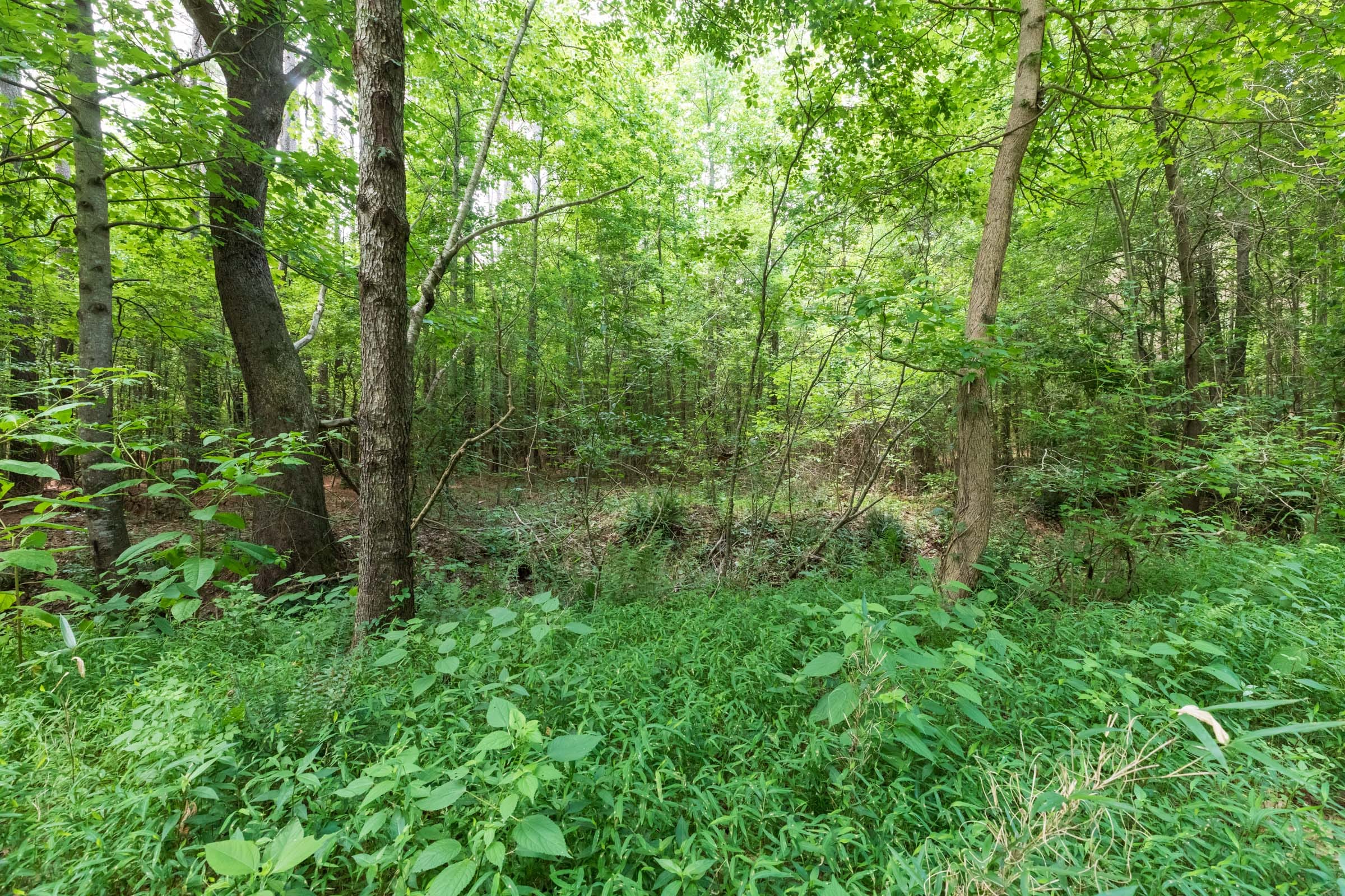 Whiskey Ridge Tract 23 photo 4