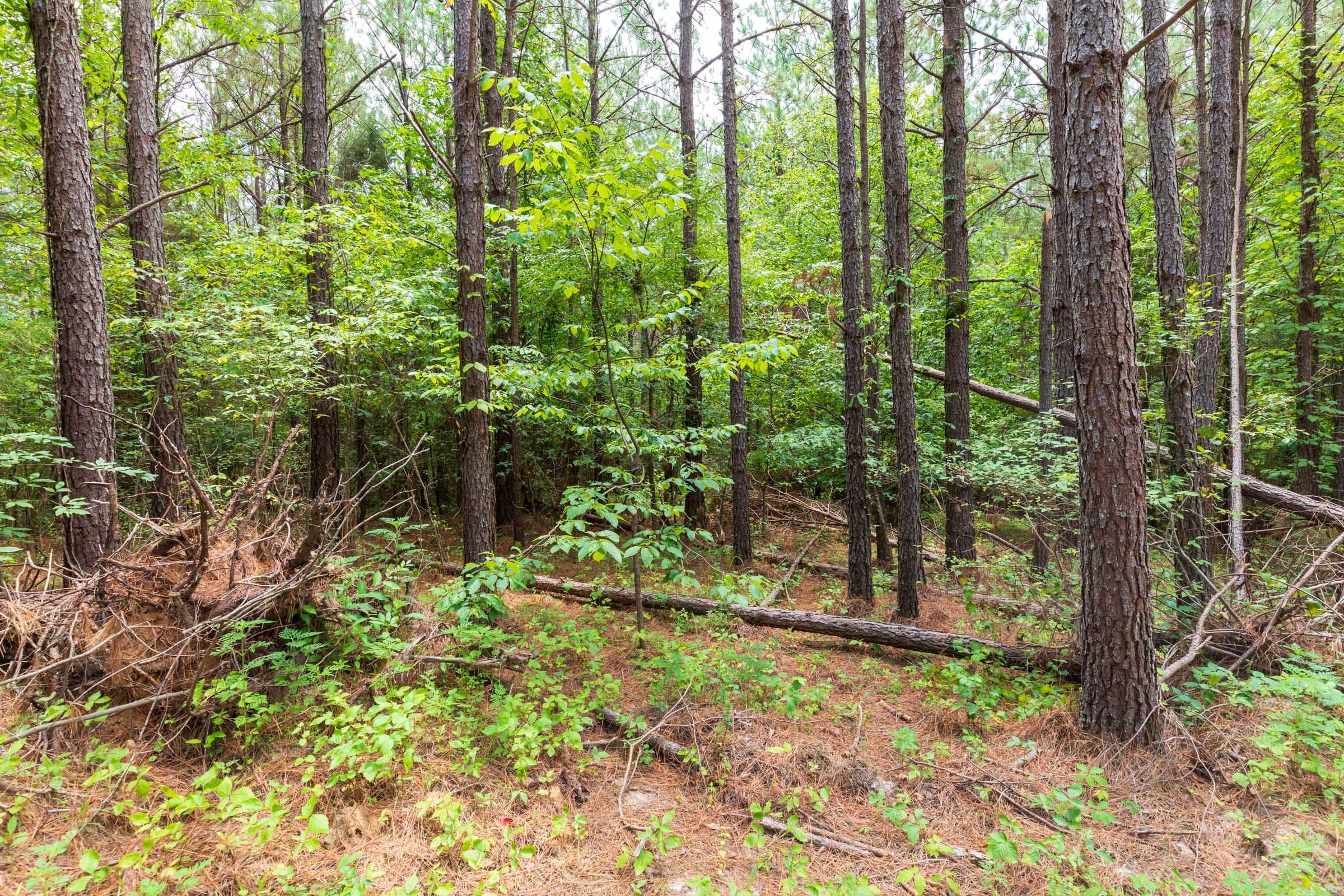 Whiskey Ridge Tract 23 photo 7