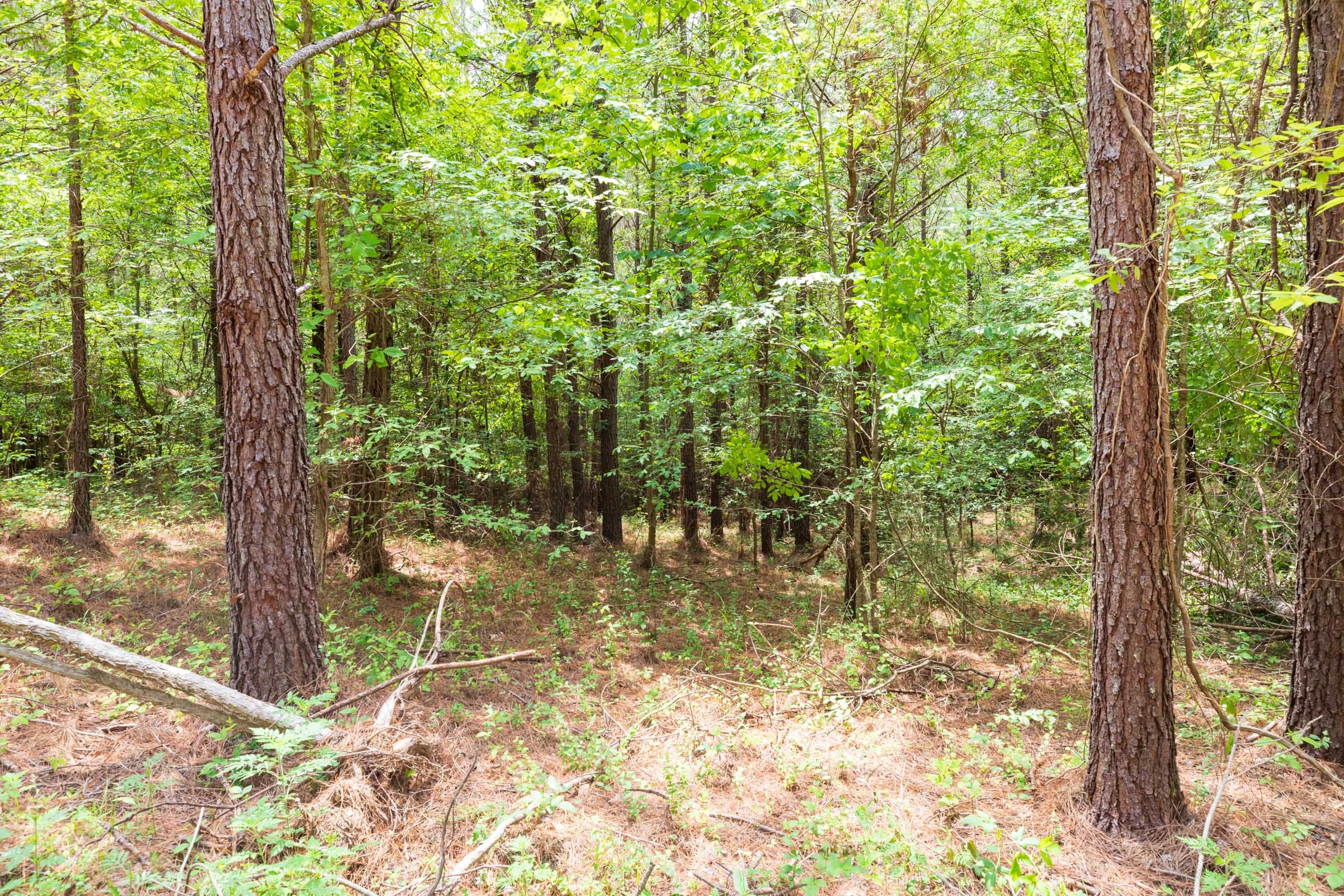 Whiskey Ridge Tract 23 photo 10