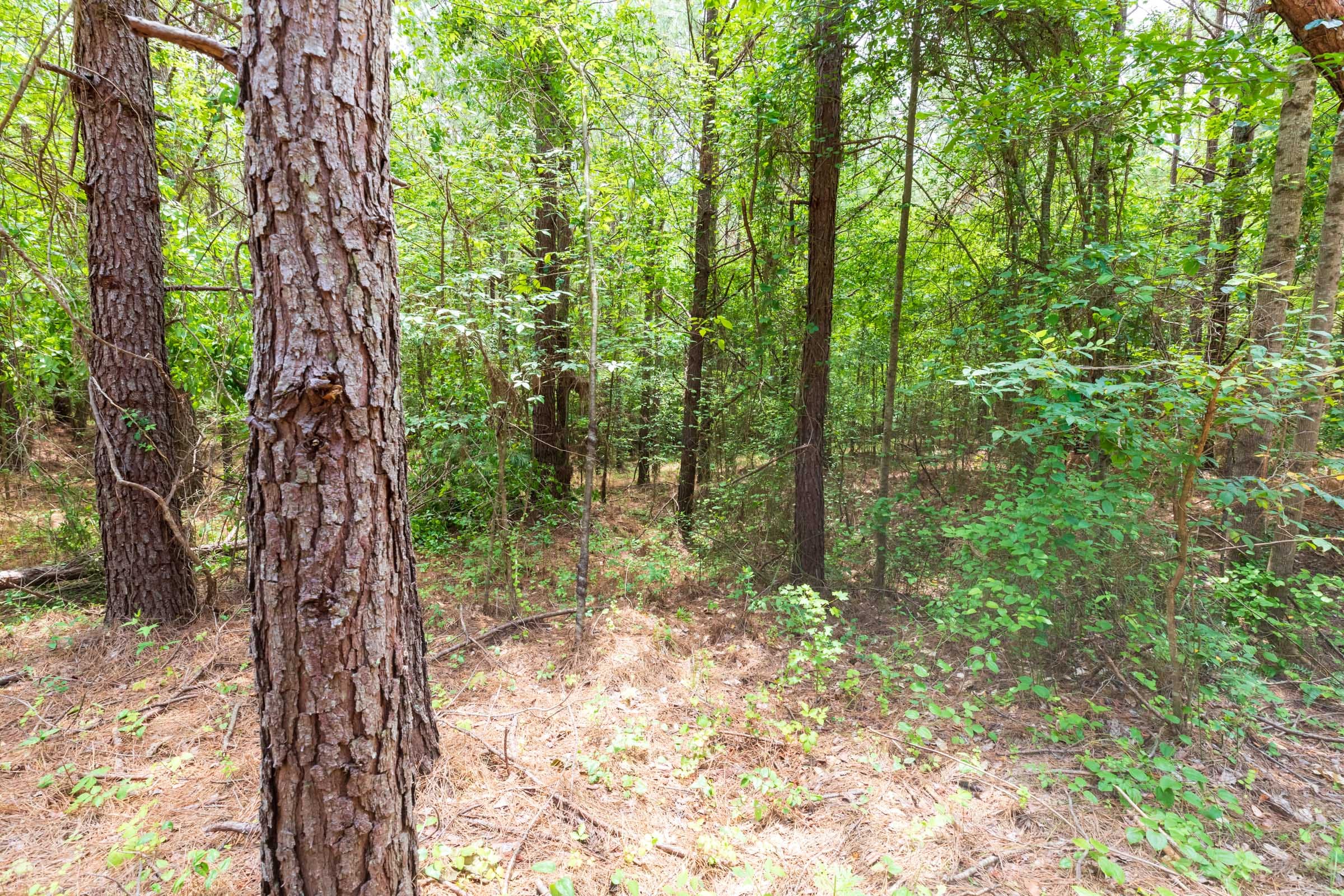 Whiskey Ridge Tract 23 photo 12