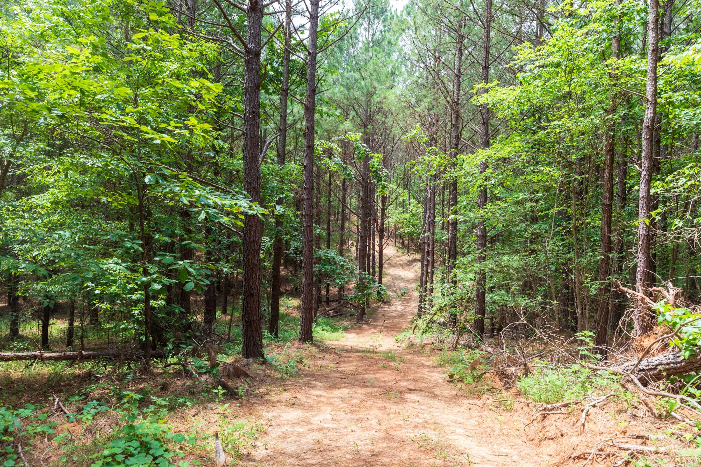 Whiskey Ridge Tract 23 photo 11