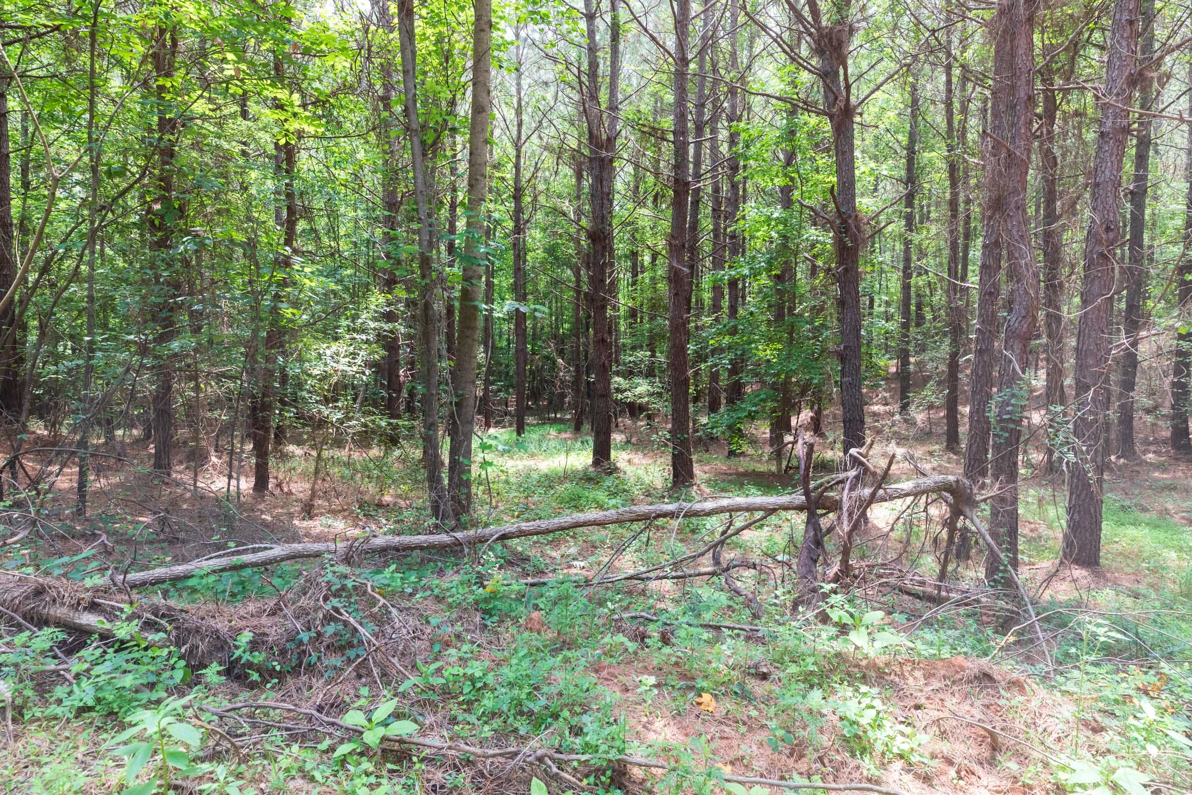 Whiskey Ridge Tract 23 photo 14