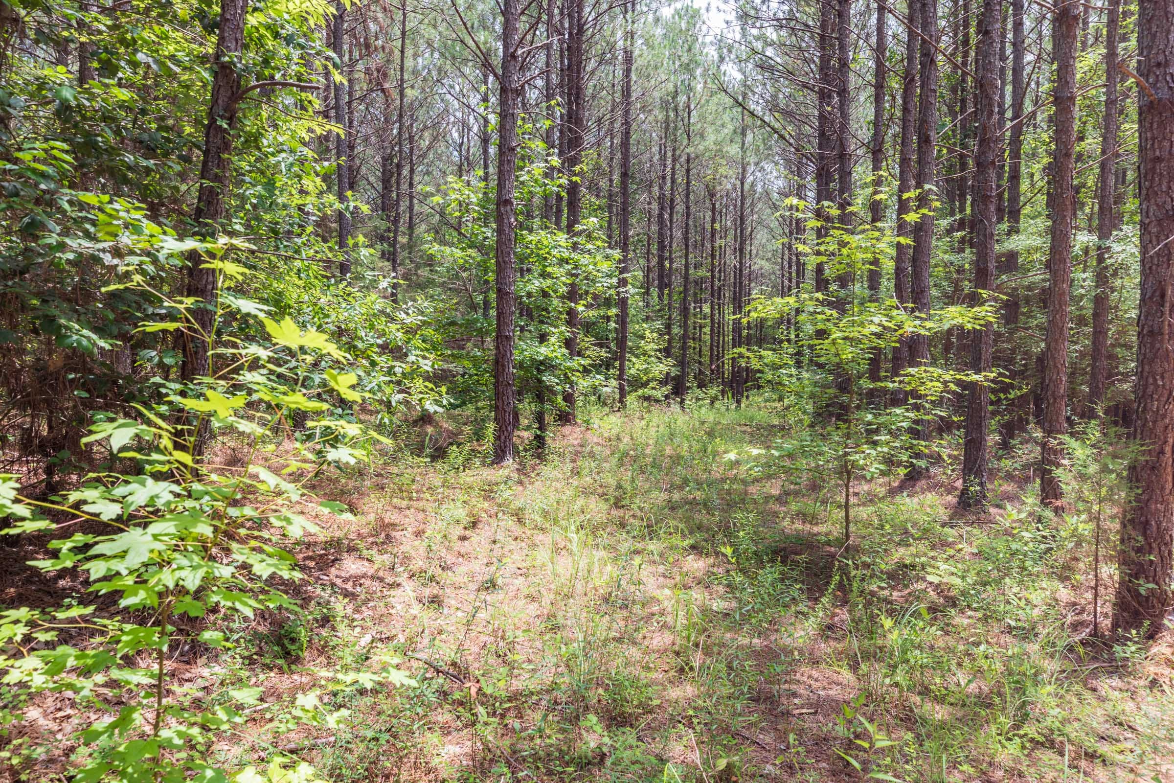 Whiskey Ridge Tract 23 photo 16
