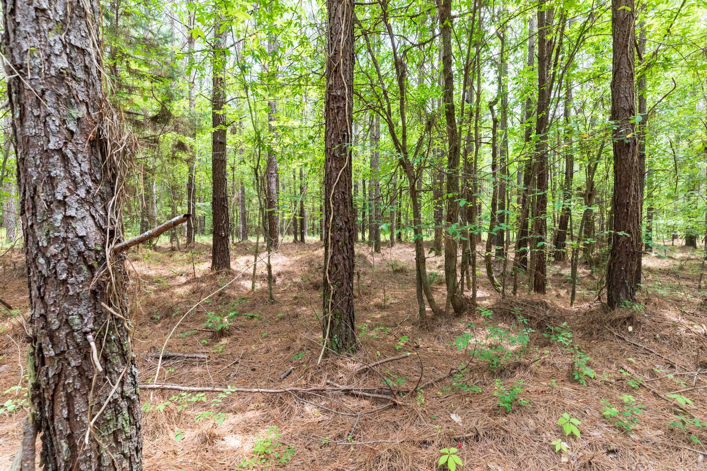 Whiskey Ridge Tract 23 photo 18