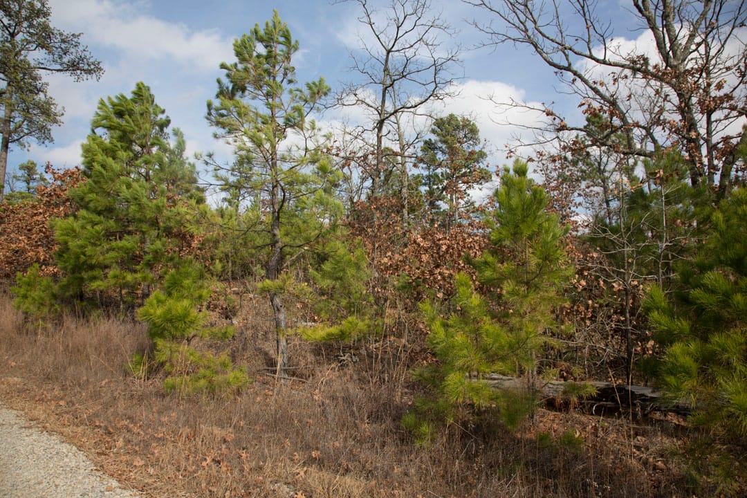 Stone Creek Phase III Tract 86 photo 11