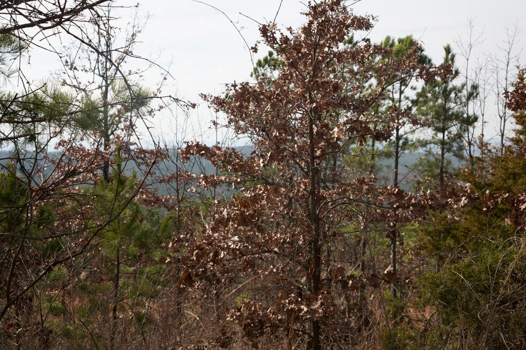 Stone Creek Phase III Tract 86 photo 13