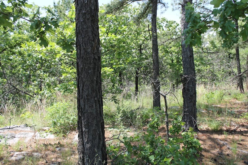 Indian Ridge – Phase II Tract 64 photo 2