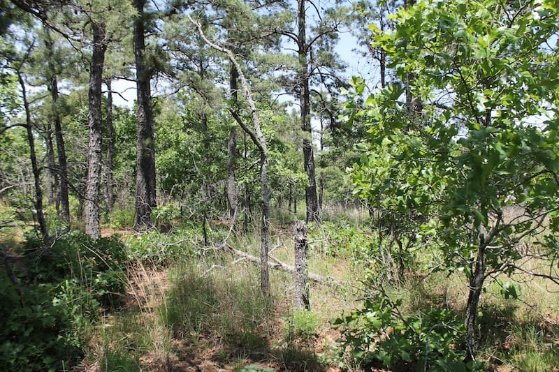 Indian Ridge – Phase II Tract 64 photo 3
