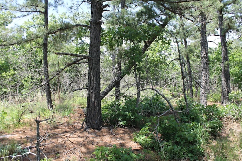 Indian Ridge – Phase II Tract 64 photo 4