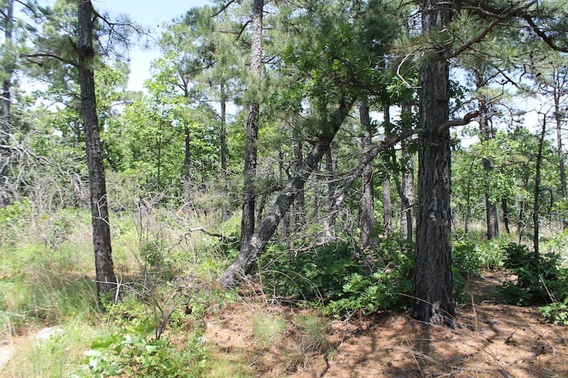 Indian Ridge – Phase II Tract 64 photo 7