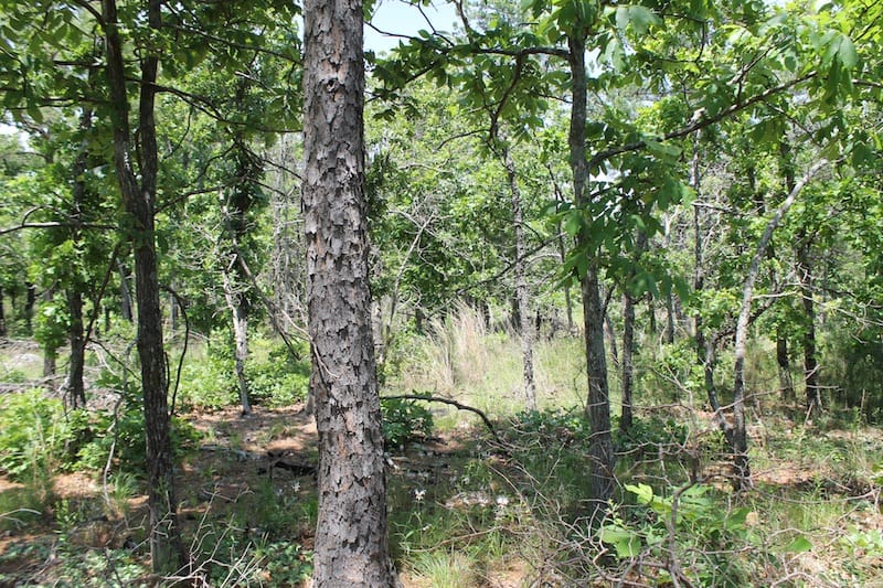 Indian Ridge – Phase II Tract 64 photo 9