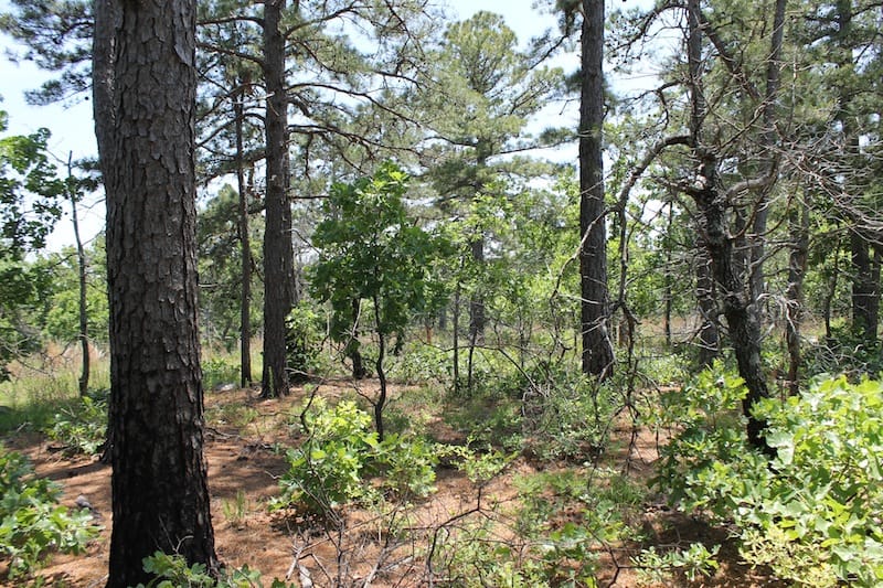 Indian Ridge – Phase II Tract 64 photo 10