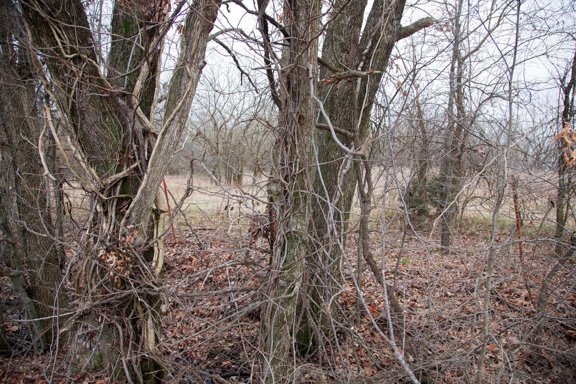 Canadian Plains Tract 8 photo 5