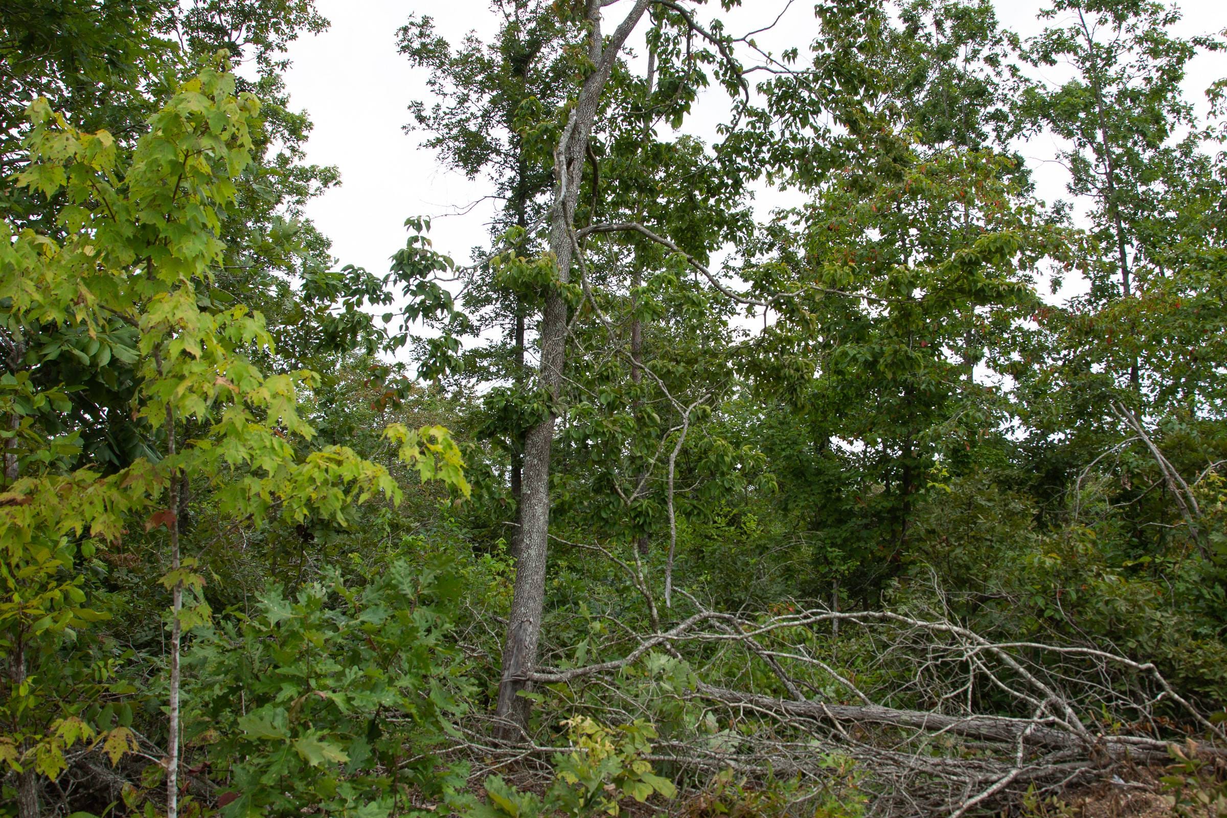 Borgmann’s Hollow Phase I Tract 28 photo 4
