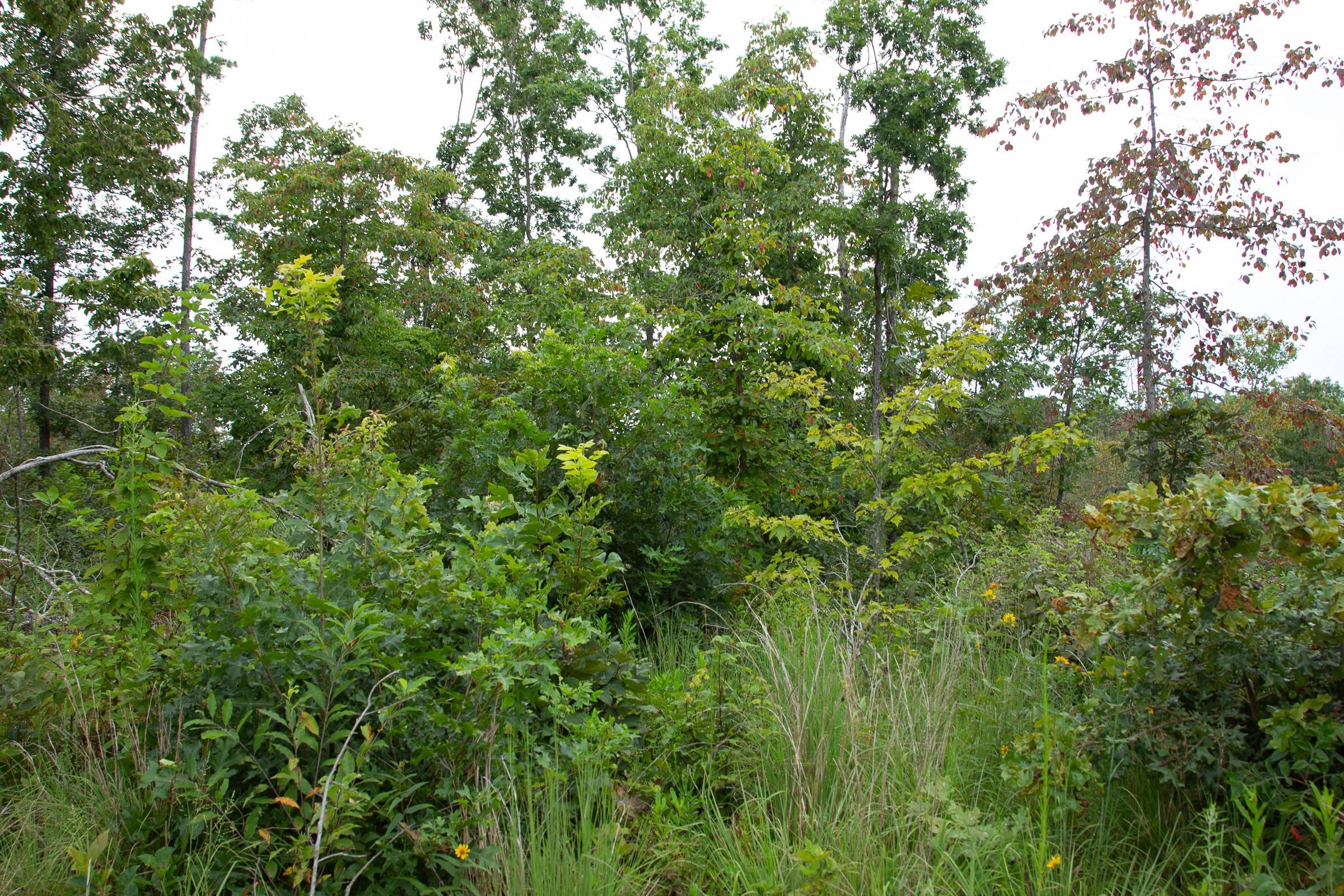 Borgmann’s Hollow Phase I Tract 28 photo 6