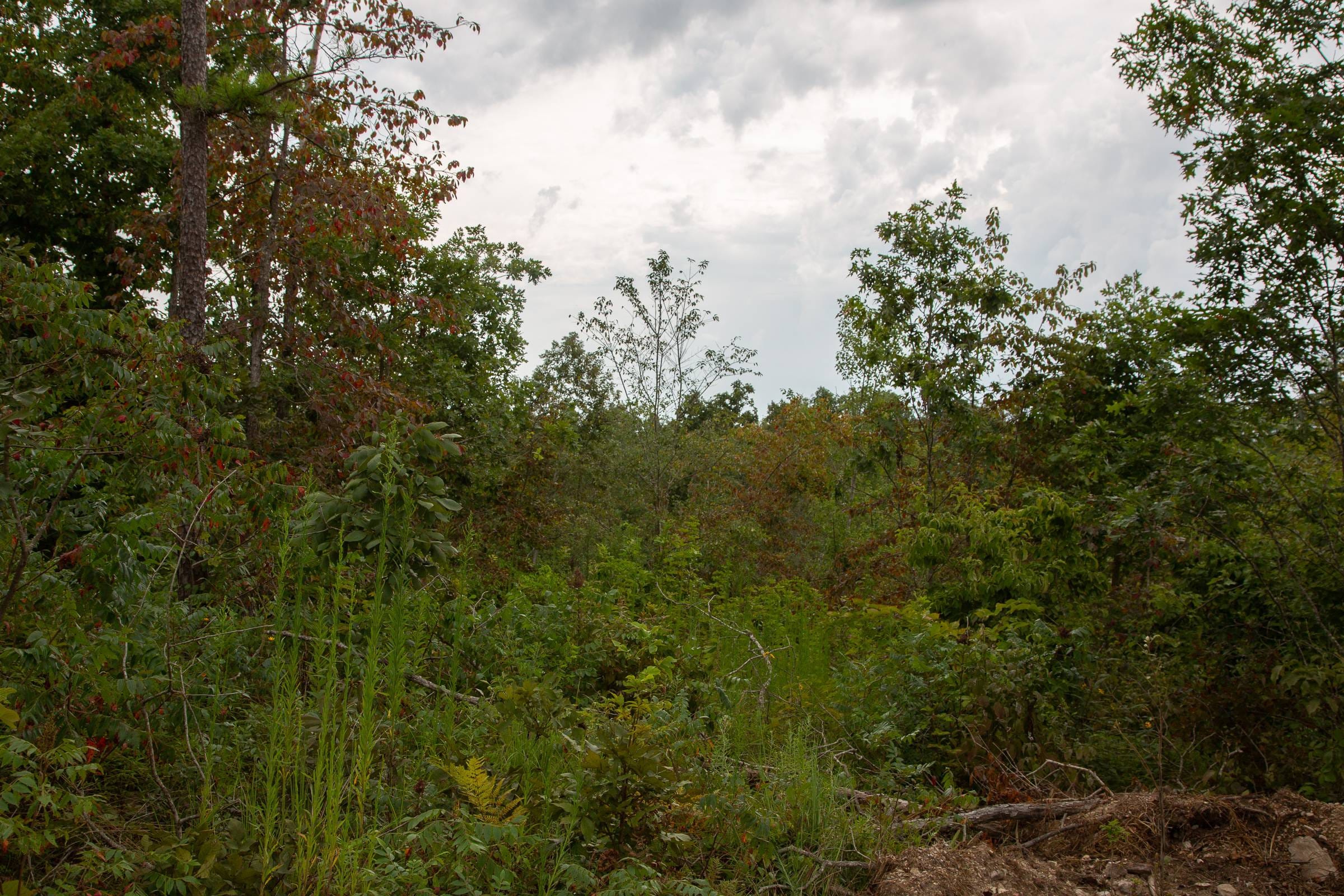 Borgmann’s Hollow Phase I Tract 28 photo 7