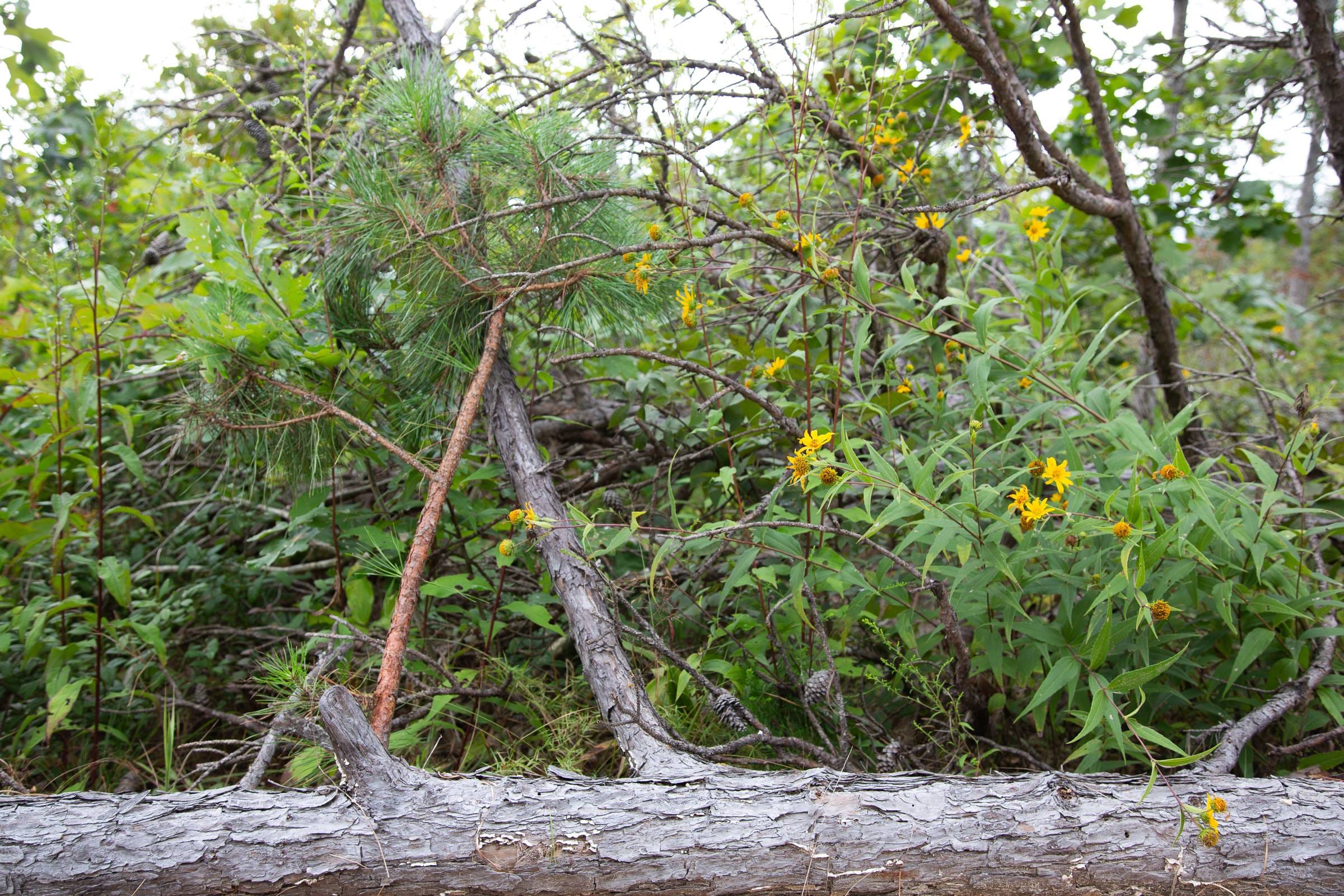 Borgmann’s Hollow Phase I Tract 28 photo 11
