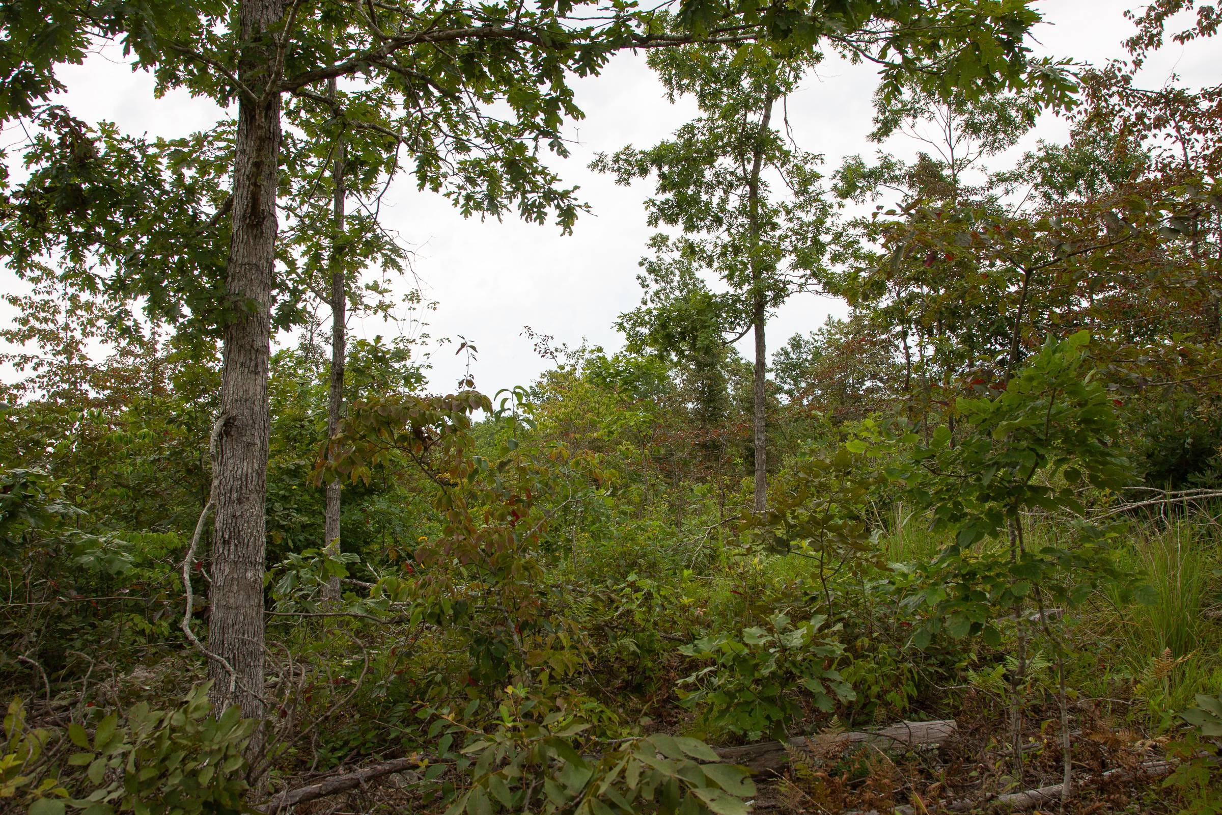 Borgmann’s Hollow Phase I Tract 28 photo 12