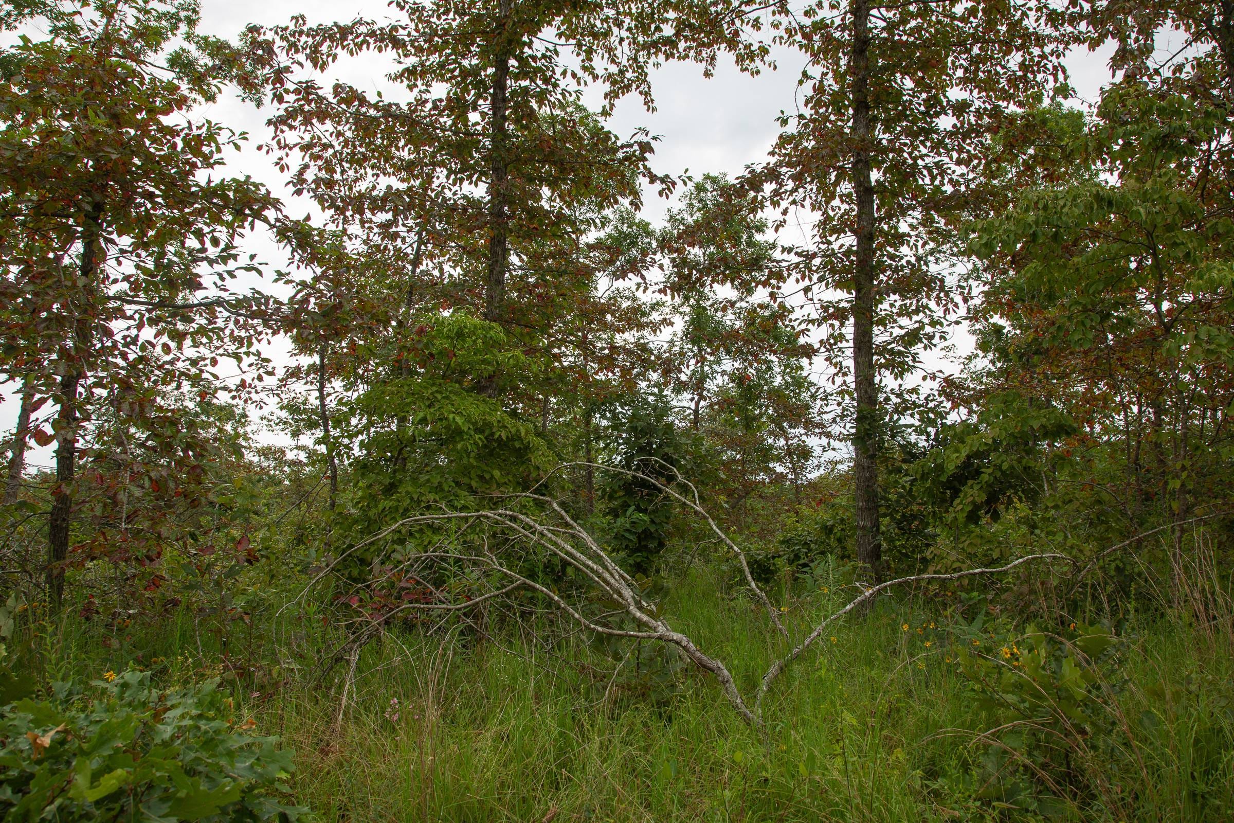 Borgmann’s Hollow Phase I Tract 28 photo 13
