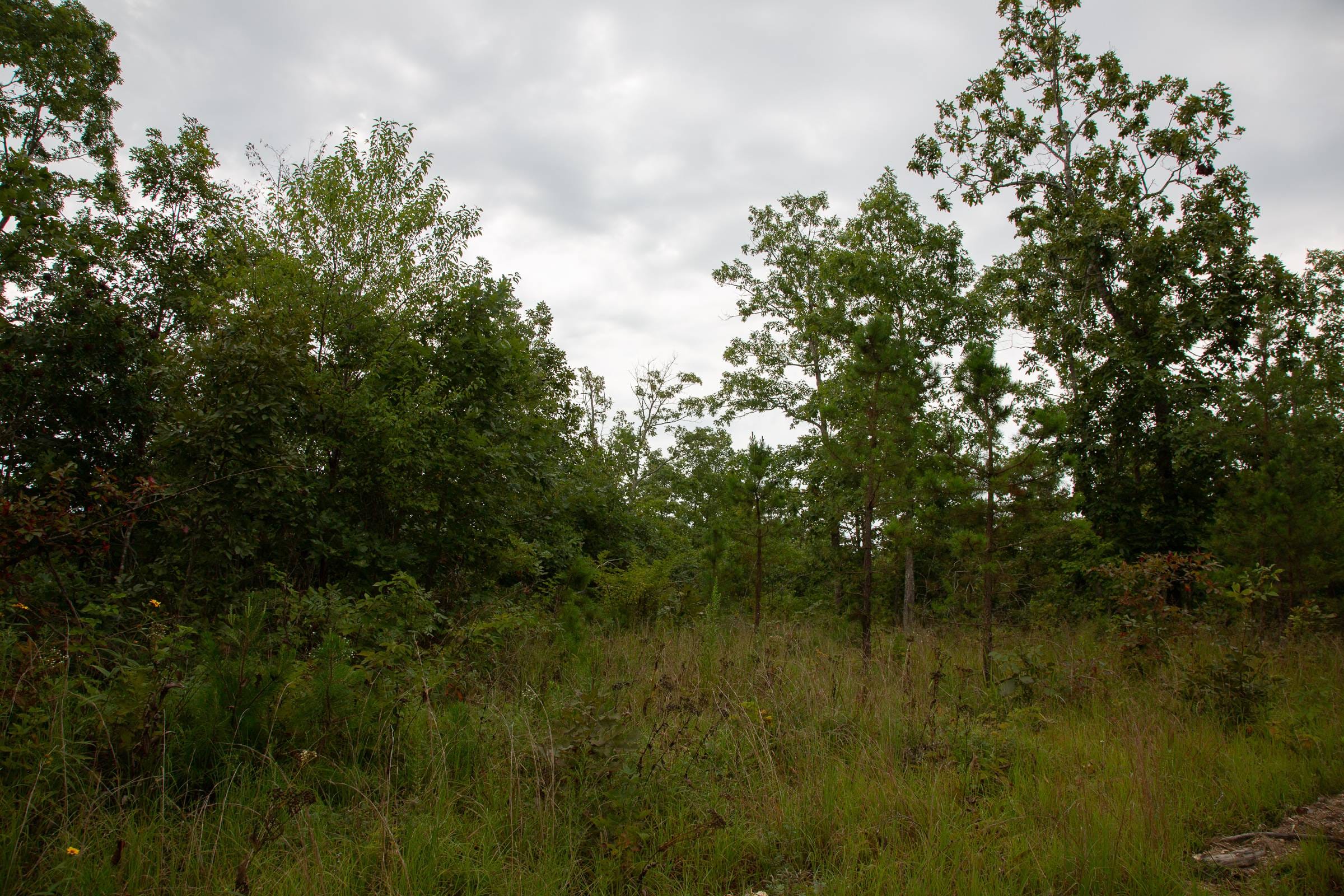Borgmann’s Hollow Phase I Tract 28 photo 15