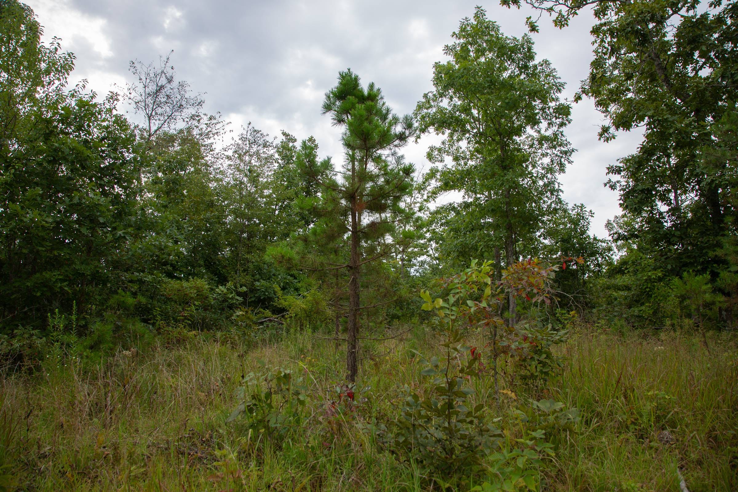 Borgmann’s Hollow Phase I Tract 28 photo 16