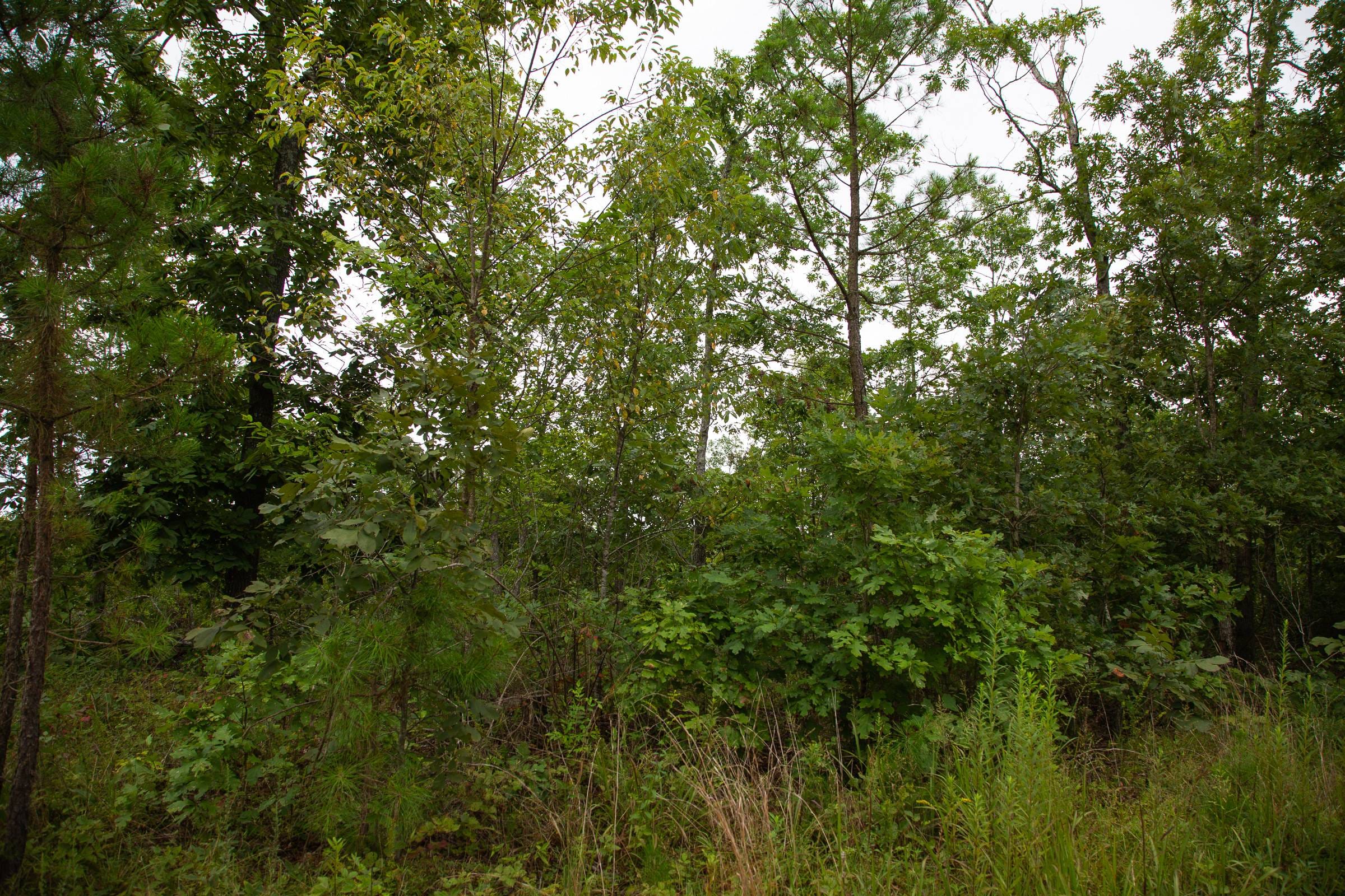 Borgmann’s Hollow Phase I Tract 28 photo 18