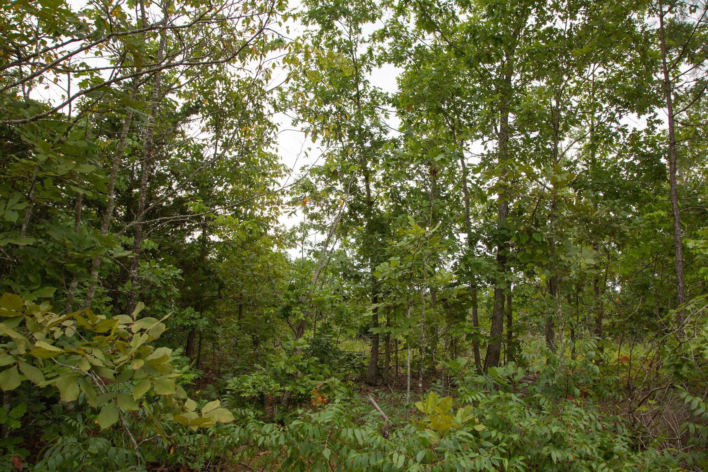 Borgmann’s Hollow Phase I Tract 28 photo 19