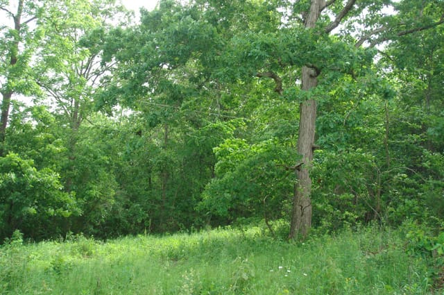 Whispering Oaks Tract 6 photo 1